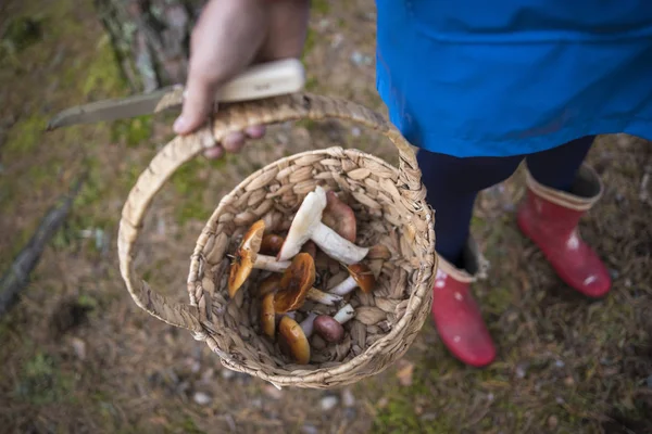 Жінка тримає кошик з їстівними грибами — стокове фото