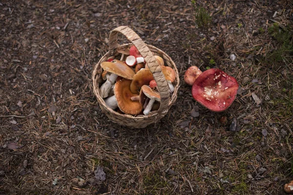 Kosz pełen grzybów jadalnych — Zdjęcie stockowe