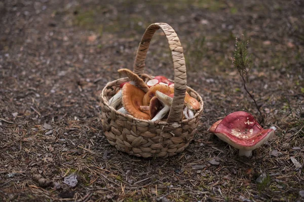 Кошик повний їстівних грибів — стокове фото