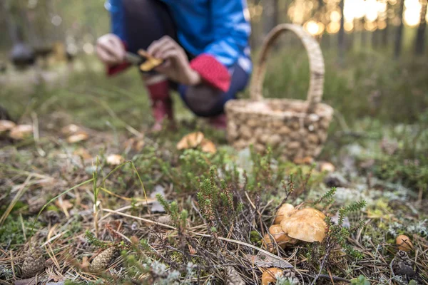 Yenilebilir mantar toplama bir kadın