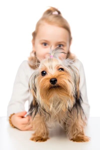 Terrier in Großaufnahme und ein kleines Mädchen auf weißem Hintergrund — Stockfoto