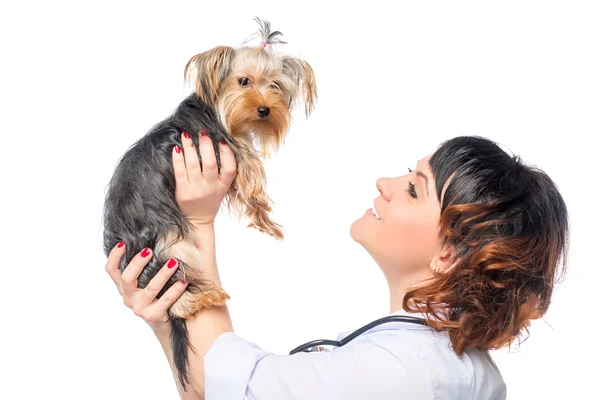 Veterinario sostiene un hermoso perro sano sobre un fondo blanco — Foto de Stock