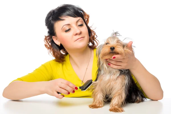 Sevimli kız onun küçük köpek kürk beyaz arka plan üzerinde fırçalama — Stok fotoğraf
