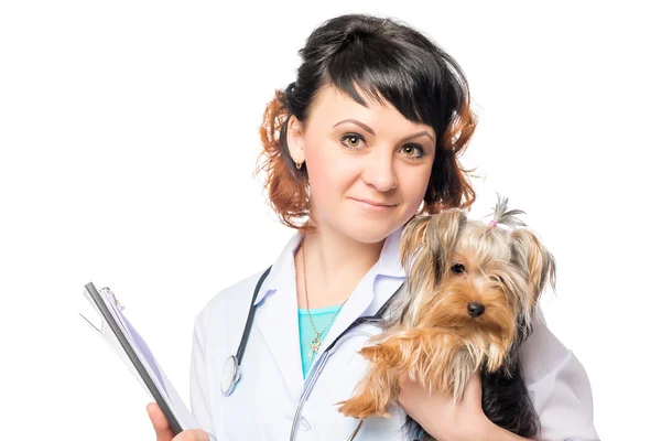 Horizontal portrait of the vet with his healthy patient on a whi — Stock Photo, Image