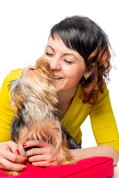 Yorkshire terrier besa a su amante favorita en un fondo blanco — Foto de Stock