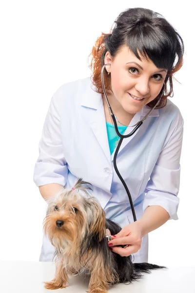 Young veterinarian listens to the heartbeat of the dog on a whit — Stock Photo, Image