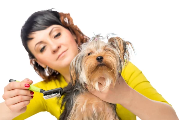 Kobieta w pielęgnacji włosów ukochanego Yorkshire terrier — Zdjęcie stockowe