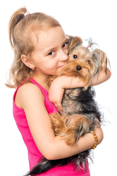 Ritratto verticale di una ragazza con un pet terrier su uno schienale bianco — Foto Stock