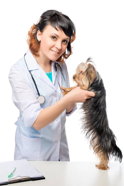 Veterinarian examining Yorkshire Terrier puppy on a white table — Stock Photo, Image