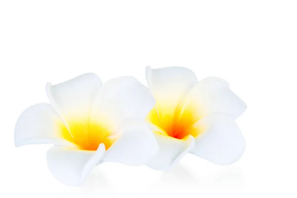 Два цветка франджипани на белом фоне на изолированном крупном плане — стоковое фото