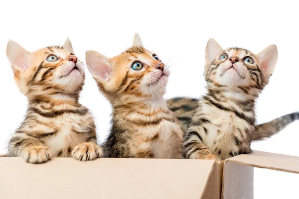 Kittens sit in a cardboard box and looking up — Stock Photo, Image