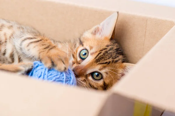 Retrato de un gatito con una pelota del primer plano de la caja —  Fotos de Stock