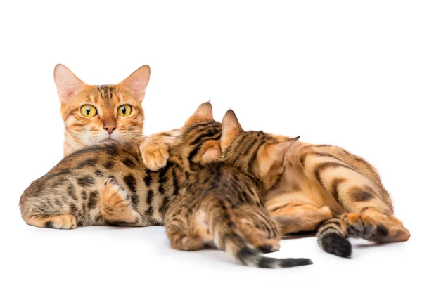 Watchful mother cat feeding her kittens milk — Stock Photo, Image