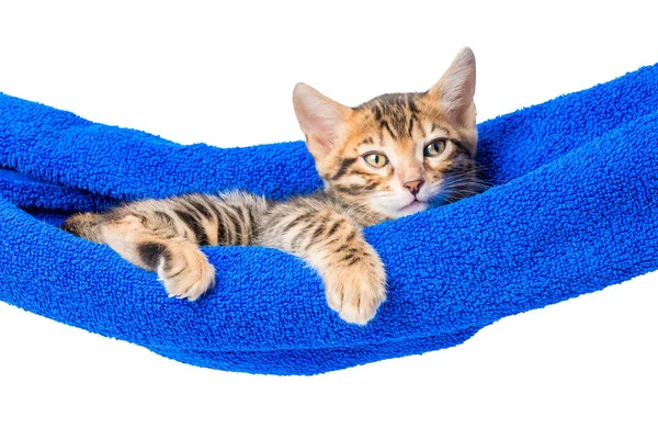 Bengaalse kitten ontspant in een hangmat geïsoleerd foto — Stockfoto