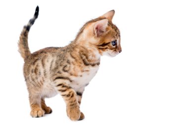 Yatay bir güzel safkan yavru kedi üzerinde beyaz bir ba portresi