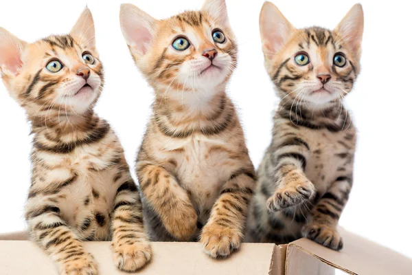 Portrait of adorable kittens in a cardboard box closeup — Stock Photo, Image