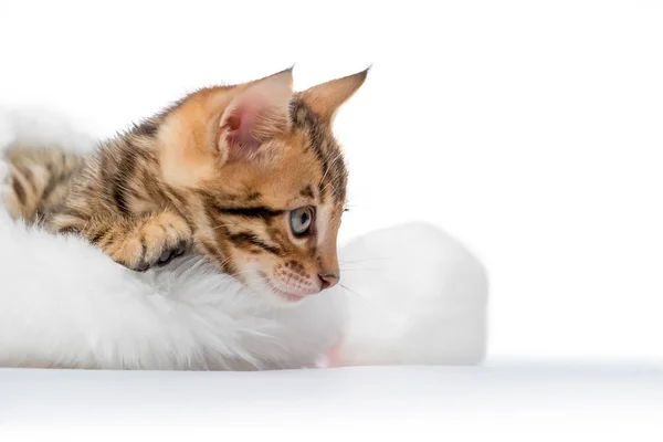 Чистокровний кошеня в різдвяній шапці, крупним планом знятий на білому спині — стокове фото