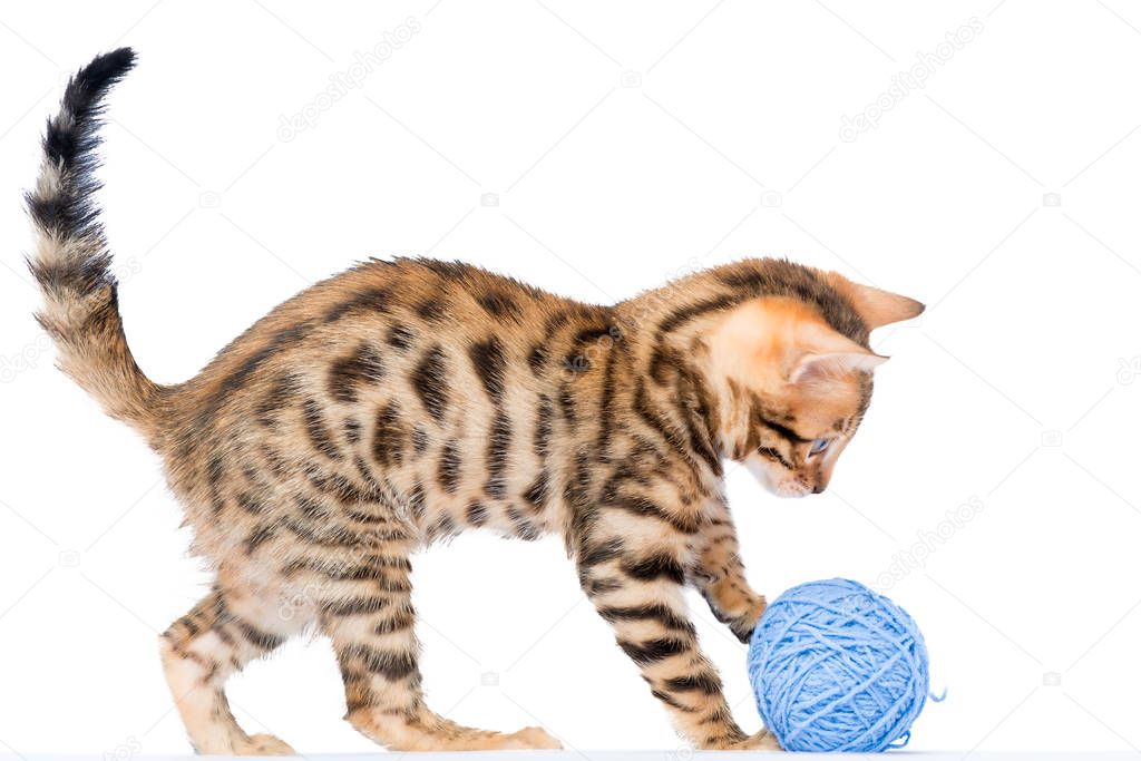 Bengal fluffy kitten with blue ball of thread isolated