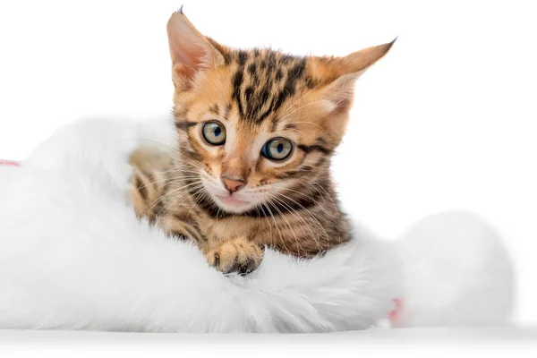 Portrait of a kitten sitting comfortably in a hat of Santa Claus — Stock Photo, Image