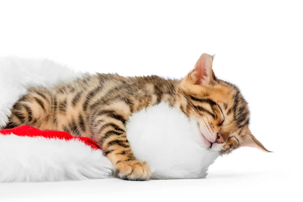 Kitten in slaap in een feestelijke kerst hoed op een witte achtergrond — Stockfoto