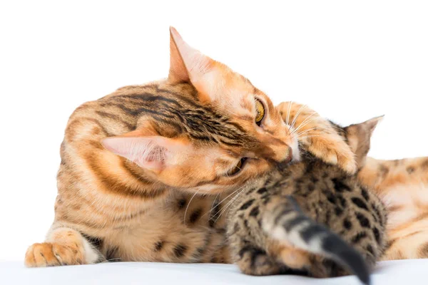 Mother cat licking her little kitten on a white background — Stock Photo, Image
