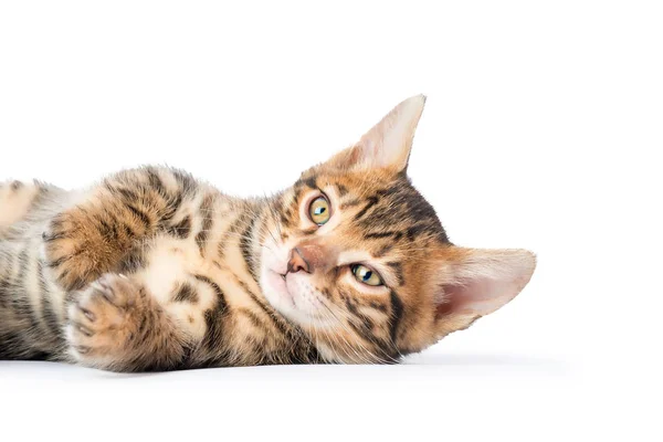 Gatito despreocupado está descansando acostado sobre un fondo blanco —  Fotos de Stock