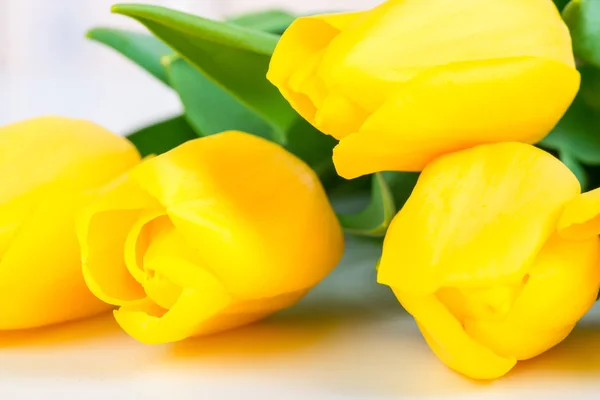 クローズ アップ ショットの美しい黄色のチューリップの芽 — ストック写真