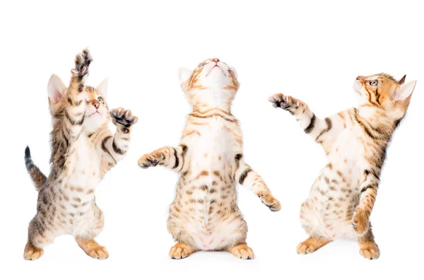 Tres gatitos jugando y mirando hacia arriba aislado —  Fotos de Stock