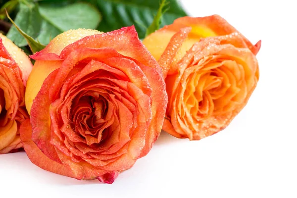 Close-up flores chá rosa com gotas de água nas pétalas — Fotografia de Stock