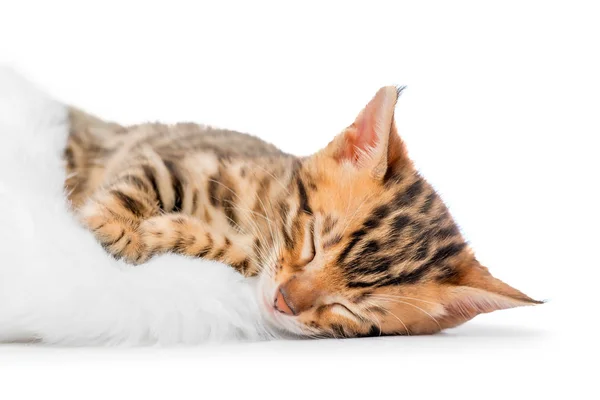 Trøtte, rampete kattunge som sover i en nissehatt – stockfoto
