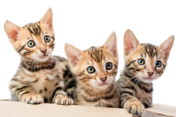 Three beautiful purebred kitten look out from a cardboard box — Stock Photo, Image