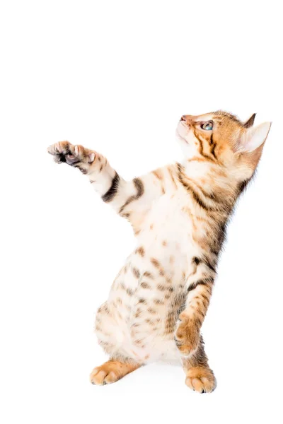 Pionowy portret pewien rasowe zwierzę kotek jest bardzo aktywny w isolati — Zdjęcie stockowe