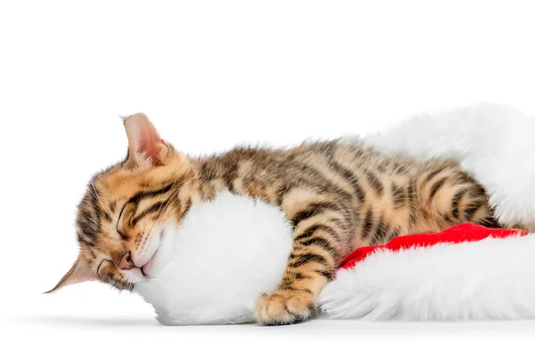 Kitten overzichtelijk ingedeeld voor het slapen in een GLB van Santa Clau — Stockfoto