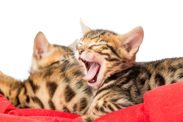 Beautiful tabby kitten tired and is yawning — Stock Photo, Image