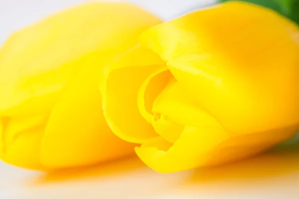 Flor de tulipa primavera amarela fotografado close-up — Fotografia de Stock