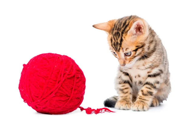 Klein katje speelt met rode schoothoek geïsoleerd op een witte b Bengalen — Stockfoto