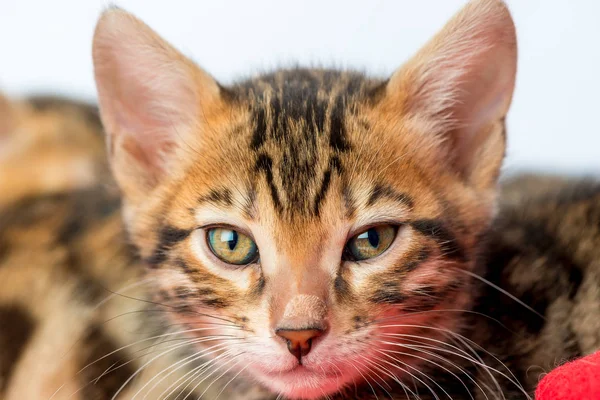 Close-up purebred kitten posing on a white background — Stock Photo, Image