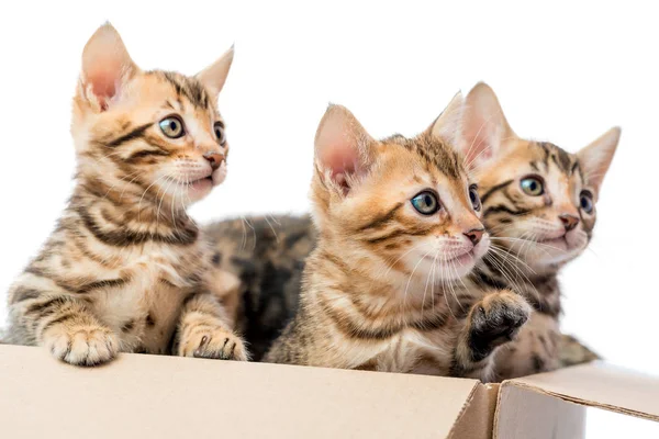 Drie kittens met vlekken op bont uitkijken uit het vak — Stockfoto