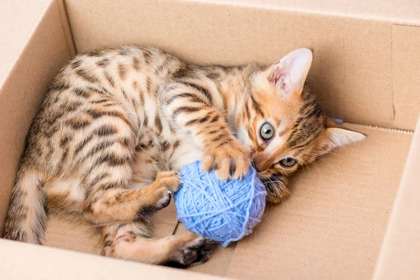 Бенгальский котенок в картонной коробке с голубым клювом — стоковое фото