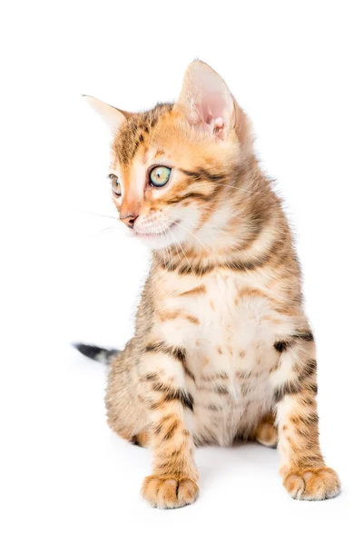 Portret van een schattige kleine kitten Bengalen RAS op een witte ba — Stockfoto