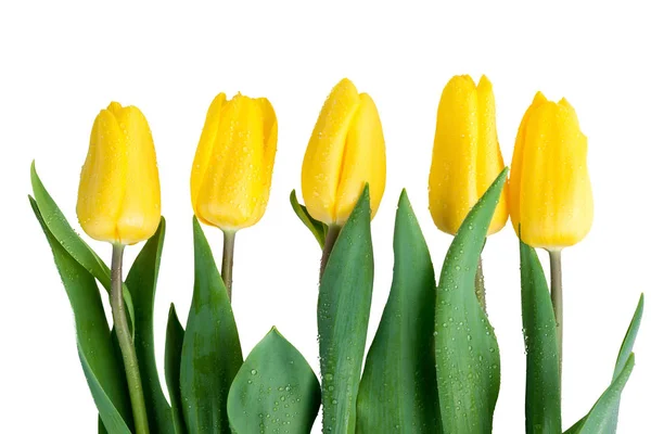 Belas tulipas corte fresco em um fundo branco closeup — Fotografia de Stock