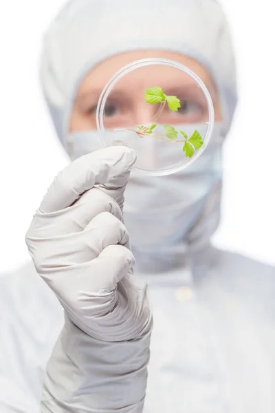 Rośliny uprawiane w probówce laboratoryjnej w ręku closeu biolog — Zdjęcie stockowe