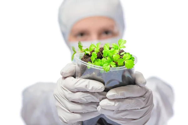 Plantor i händerna biologen i skyddsdräkt på en whi — Stockfoto
