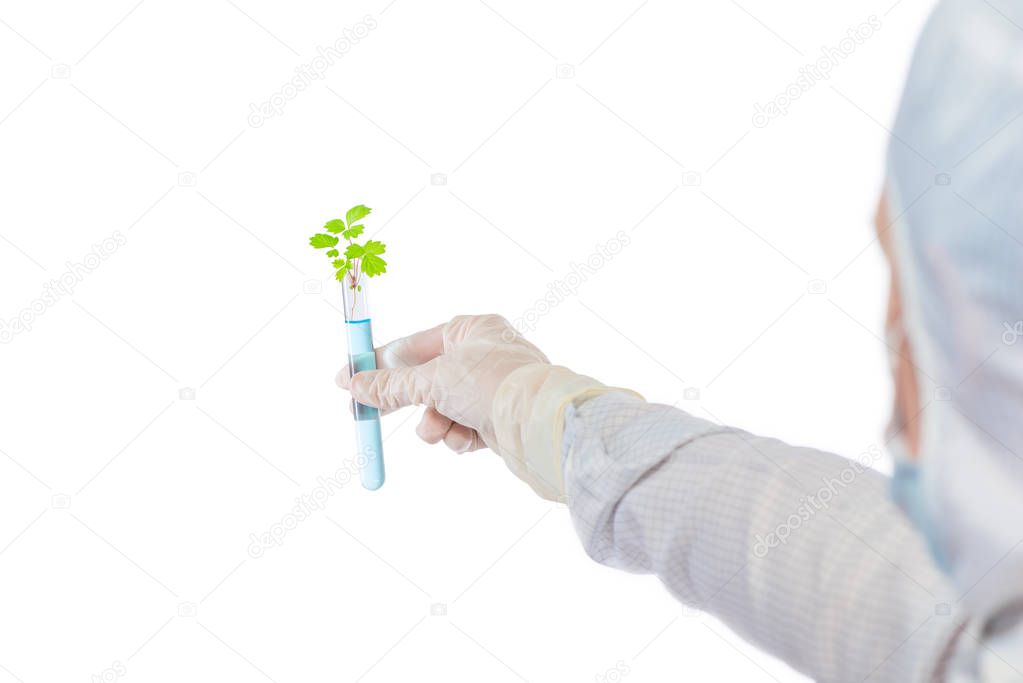 artificially grown plant in a test tube with blue liquid in hand