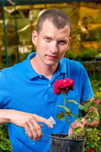 Man giet rozen met kunstmest uit een reageerbuis — Stockfoto