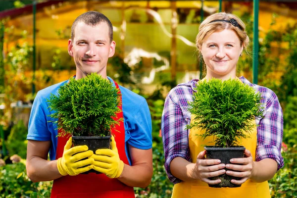 Ervaren tuinders met zaailingen in de potten in de greenhou — Stockfoto