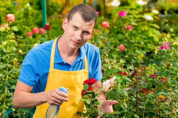 Un giovane giardiniere spruzza le sue rose preferite con acqua in un gr — Foto Stock