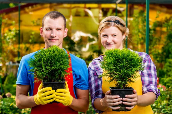 Professionele tuinders team met zaailingen in de kas — Stockfoto