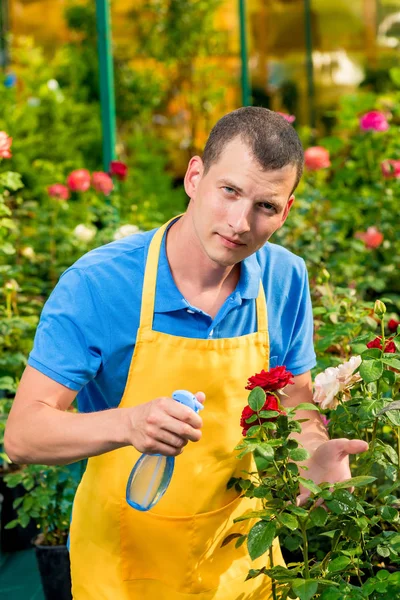 Ogrodnik kropi kwiaty z chemikaliami w szklarni — Zdjęcie stockowe