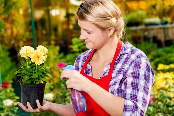 Meisje tuinman hagelslag bloemen met water in de kas — Stockfoto